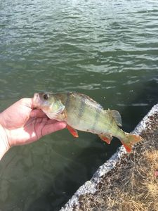 European Perch