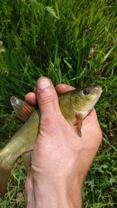 Tench