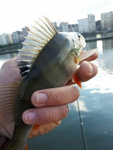 European Perch