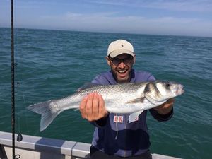 European Bass (Seabass)