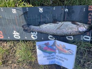 Rainbow Trout