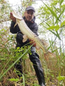 Northern Pike