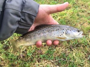 Brown Trout