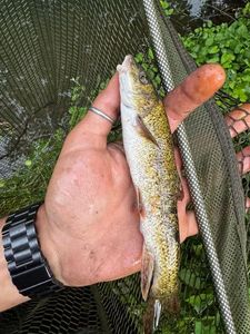 Barbel