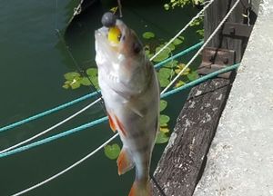 European Perch