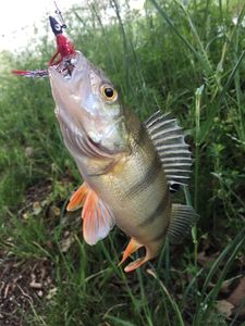 European Perch