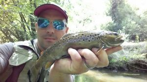 Brown Trout