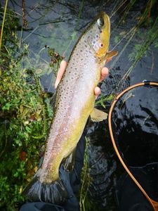 Brown Trout