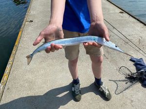 Garfish