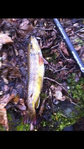 Brown Trout