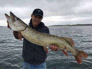 Northern Pike