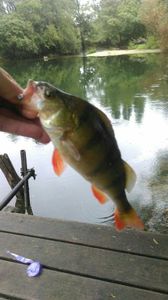 European Perch