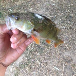 European Perch
