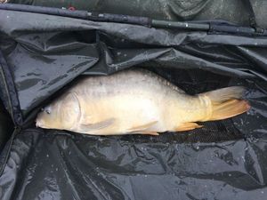Mirror Carp