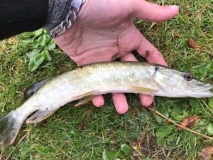 Northern Pike