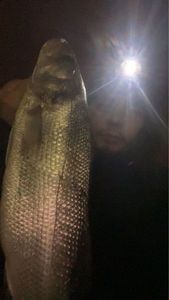 European Bass (Seabass)