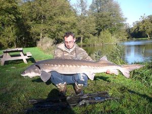 Sturgeon