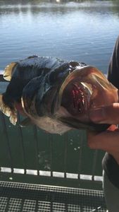 Largemouth Bass