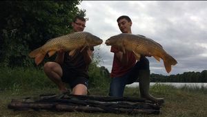Common Carp