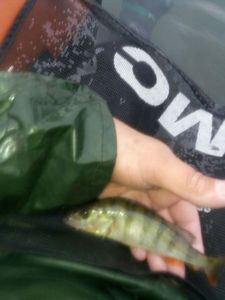 European Perch