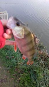 European Perch