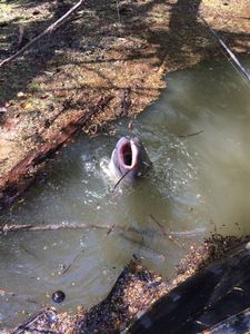 Channel Catfish