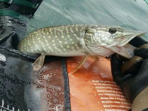 Northern Pike