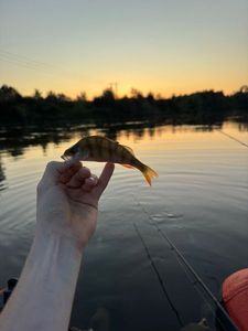European Perch