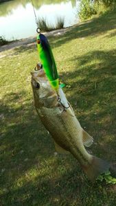 Largemouth Bass