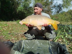 Mirror Carp