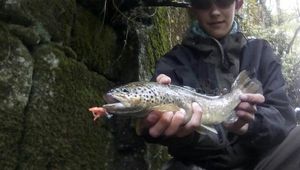 Brown Trout