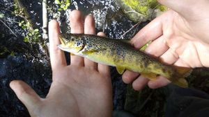 Brown Trout