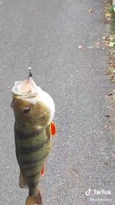 European Perch