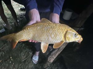 Common Carp