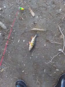 Yellow Perch