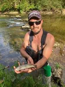 Brown Trout