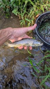 Brown Trout