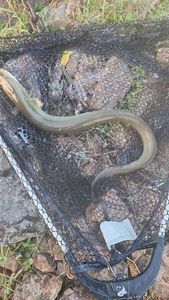 European Eel (Common Eel)