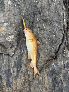 Atlantic Cod (Baltic)
