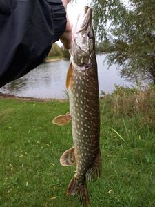 Northern Pike