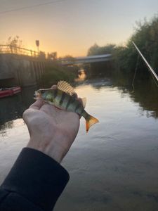 European Perch