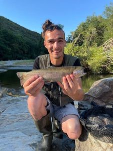 Rainbow Trout