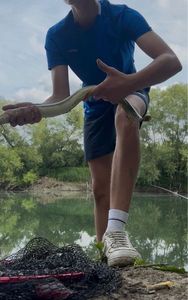 European Eel (Common Eel)