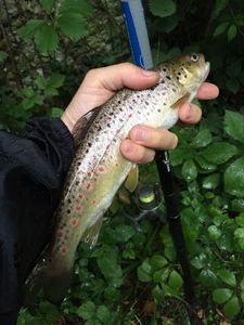 Brown Trout