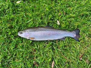 Rainbow Trout