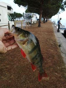 European Perch