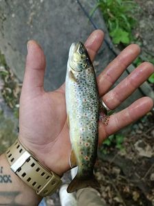 Brown Trout