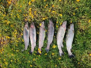 Rainbow Trout