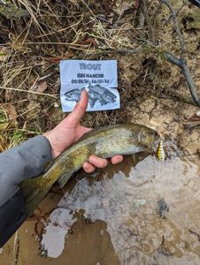 Brown Trout