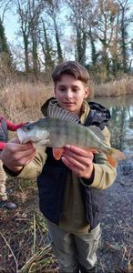 European Perch